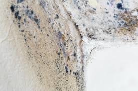 Why You Should Choose Our Mold Remediation Services in Village Of The Branch, NY